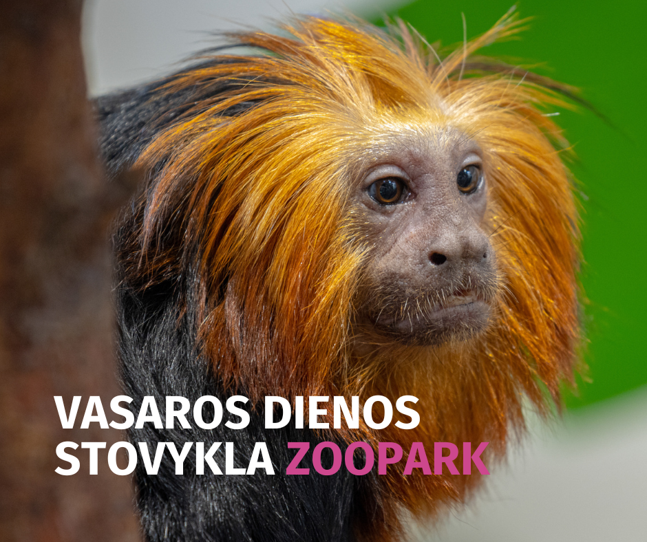 VASAROS DIENOS STOVYKLA ZOOPARK