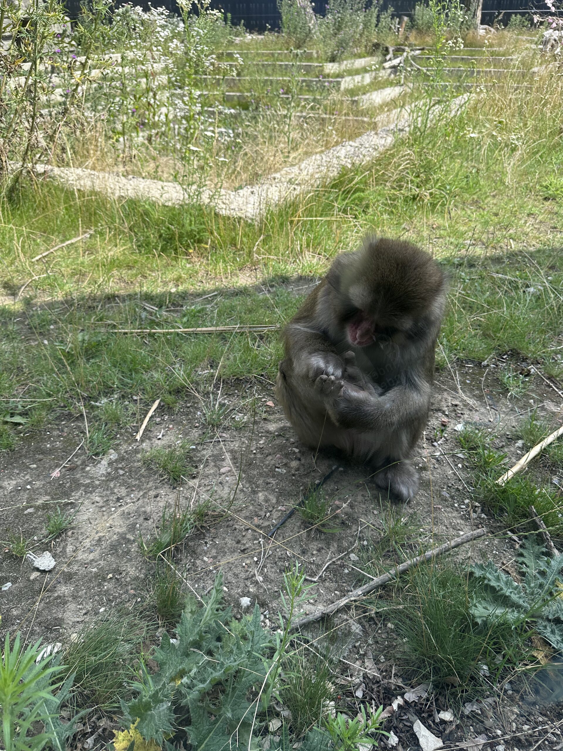 lenkija